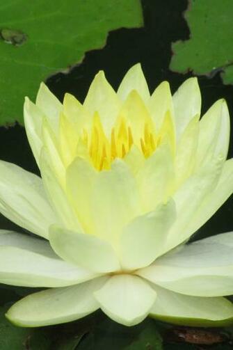 iPhone4 Wallpaper Retina Flower