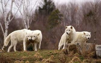 Arctic Wolf Pack HD Desktop Wallpaper Widescreen High