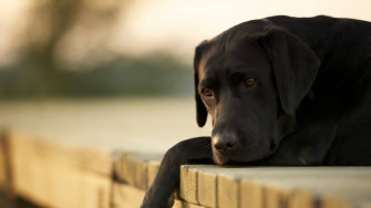 Labrador Wallpaper