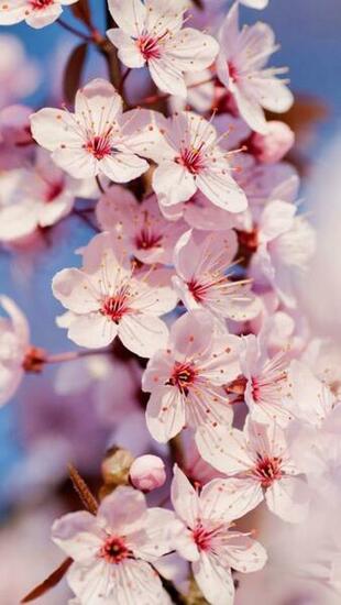 Cherry Blossom iPhone Wallpaper Gallery