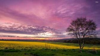 Purple Clouds Over The Field Wallpaper Nature