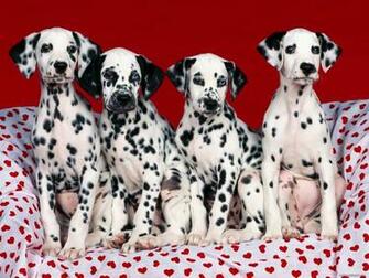 Themes Day Of Sacred Valentine Dogs Holidays Love Photogallery