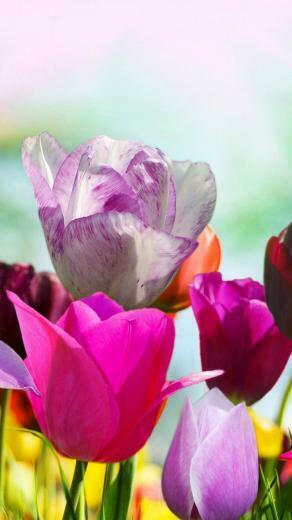 Early Spring iPhone Wallpaper HD Phone