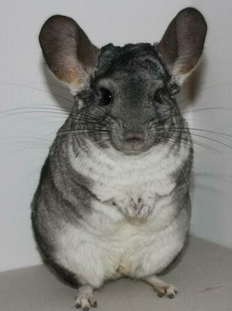 Chinchilla Standard Grey And A Velvet Black Wallpaper