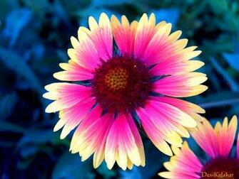Desikalakar Pretty Flowers