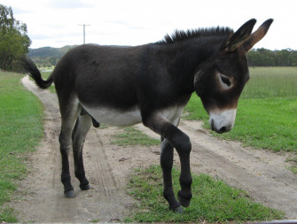 Donkey Wallpaper Animal Hq Picture
