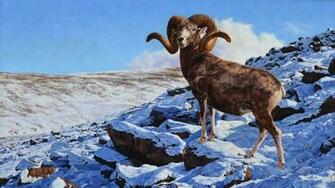 Bighorn Sheep