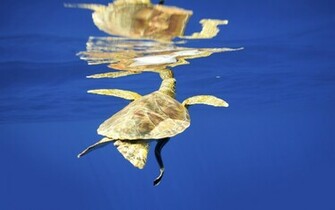 Sea Turtle Wallpaper