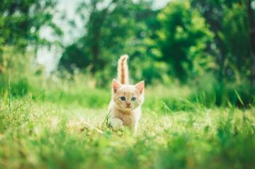 Kitten Image