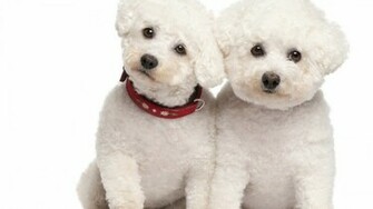 Poodle Wallpaper