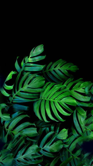 Top Leaves Aesthetic Wallpaper Full HD 4k To Use