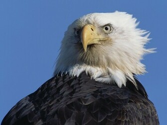Bald Eagle Wallpaper Animal Literature