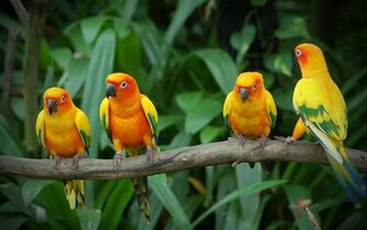 Love Birds Wallpaper Birdsdesktop