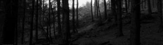 Black Forest Wallpaper