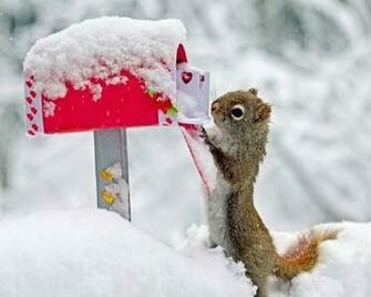 HD Wallpaper Tags Winter Snow Description Animals