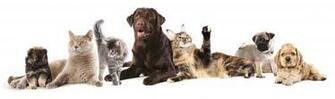 Cat Dog Wallpaper Pictures Image