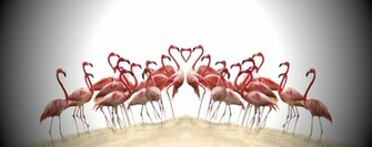 Flamingos Wallpaper