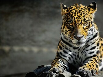Leopard Lion Background Wallpaper Black HD