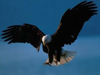 Eagle Flying Desktop Wallpaper Hq