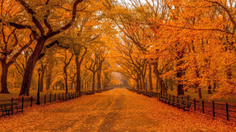 Autumn In Central Park