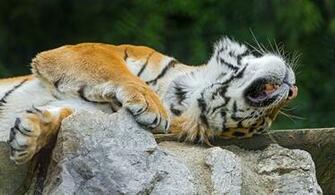 Image Hosting Big Cats Wallpaper Chai3721post Jpg
