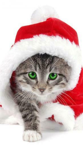 Christmas iPhone Wallpaper To Without Cost