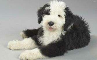 Pin Old English Sheepdog Puppy Wallpaper
