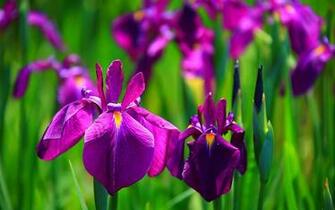 The Black Mamba Iris Flower Wallpaper