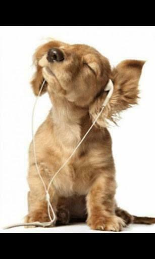 Bigger Musical Dog 3d Live Wallpaper For Android Screenshot
