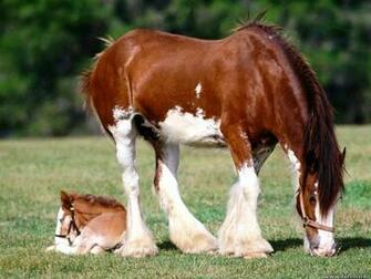 Clydesdale Wallpaper