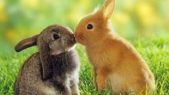 Kissing Bunnies HD Wallpaper FullHDwpp Full