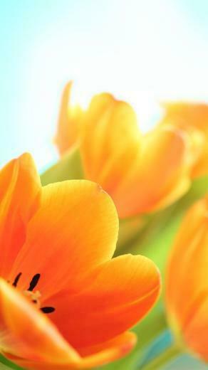 Tulips iPhone Wallpaper 5s Background