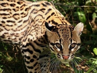 Ocelot Cat Wallpaper