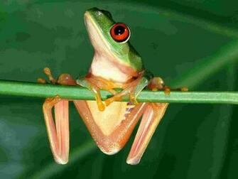 Red Eyed Tree Frog Wallpaper Reptiles Nature
