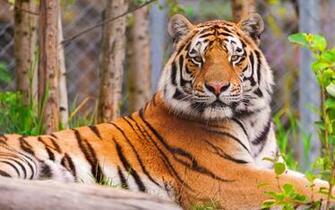 Desktop HD Tiger Wallpaper Widescreen With