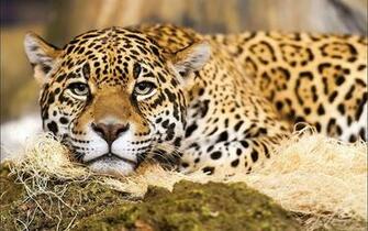 Jaguar Computer Wallpaper Desktop Background Id