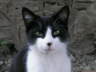 Description Black And White Cat Crop Jpg