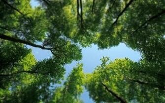 Desktop Wallpaper Trees