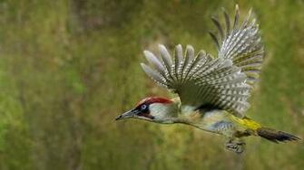 Woodpecker Wallpaper X Net