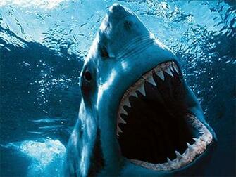 Check Out The Cool Shark Links Below
