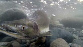 Chinook Footage Stock Clips Videos