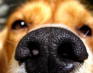 Dog Background Best Friend Eye Wallpaper Of Close