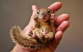 Baby Squirrel High Quality And Resolution Wallpaper On