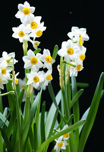 Flower Crush