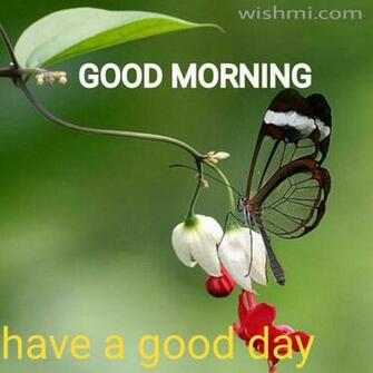 Top New Good Morning Whatsapp Image Wallpaper Picture