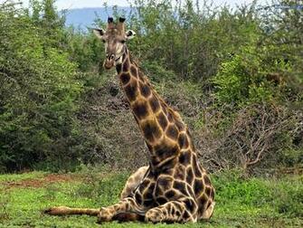 Giraffe The Animal Kingdom Wallpaper