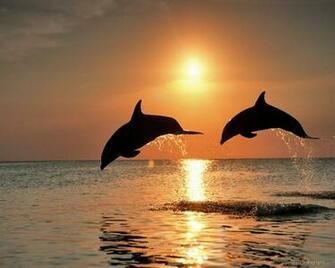 Definition Wallpaper Photo Bottlenose Html