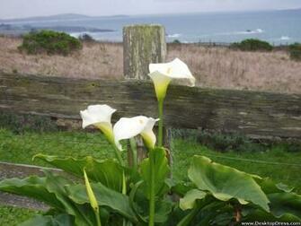 Calla Lily Desktop Wallpaper For