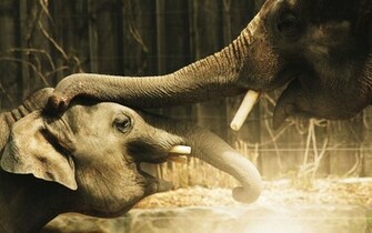 Elephant Wallpaper Desktop