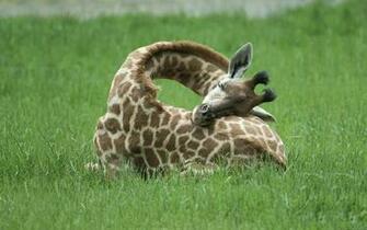 Giraffe Computer Wallpaper Desktop Background Id